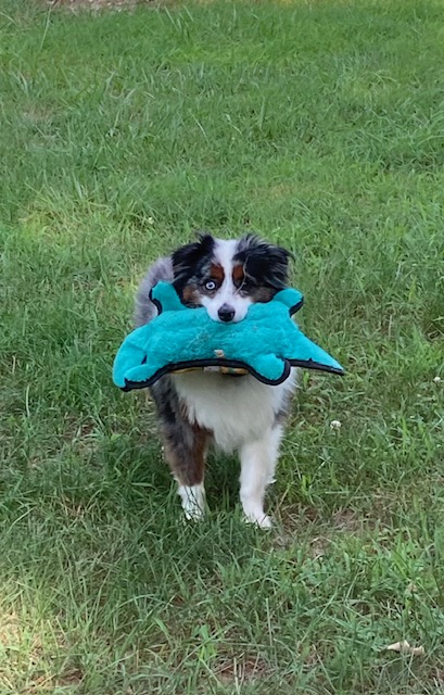 My dog